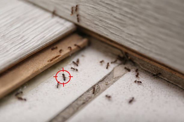 Best Best Pest Control Companies  in Temple Terrace, FL