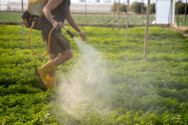Best Wasp Removal Services  in Temple Terrace, FL