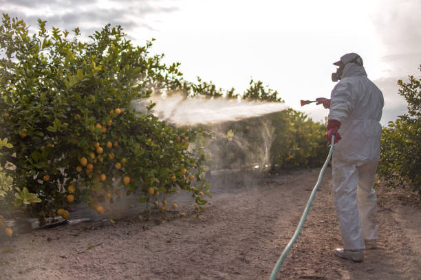 Best Flea Control Services  in Temple Terrace, FL
