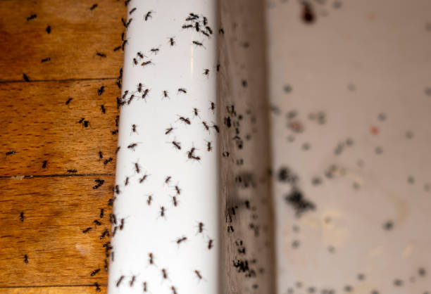 Best Residential Pest Control  in Temple Terrace, FL