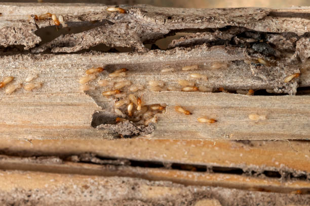 Flea Control Services in Temple Terrace, FL